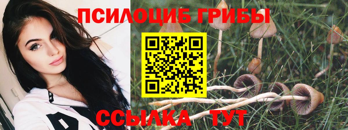 Псилоцибиновые грибы Psilocybe Артёмовский